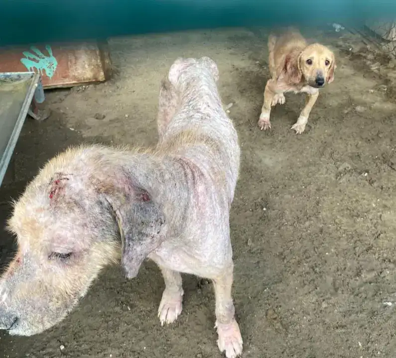 Finike Hayvan Barınağında Skandal Görüntülere Soruşturma 4